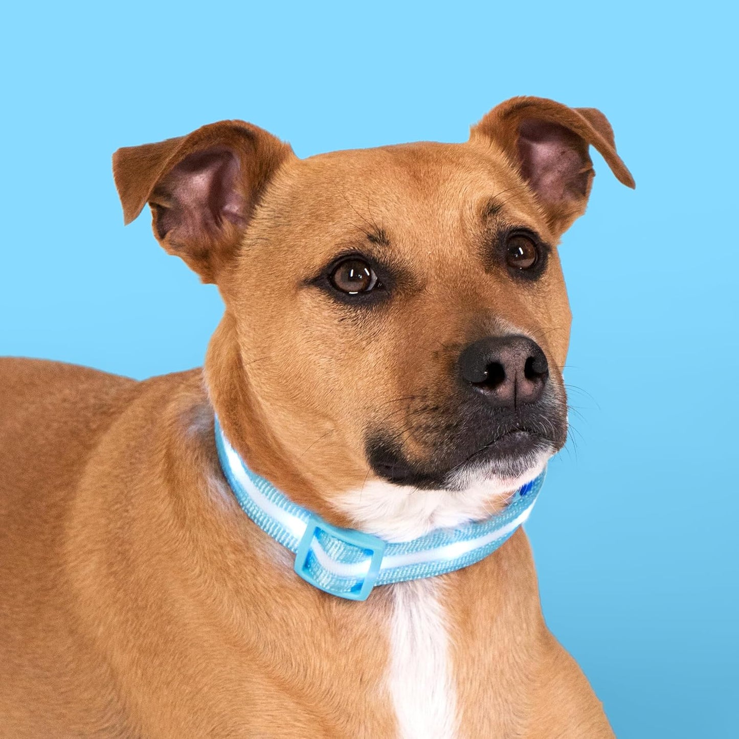 LED Light up Dog Collar - 1,000 Feet of Visibility - Brightest for Night Safety - USB Rechargeable with Water Resistant Glowing Dog Collar Light
