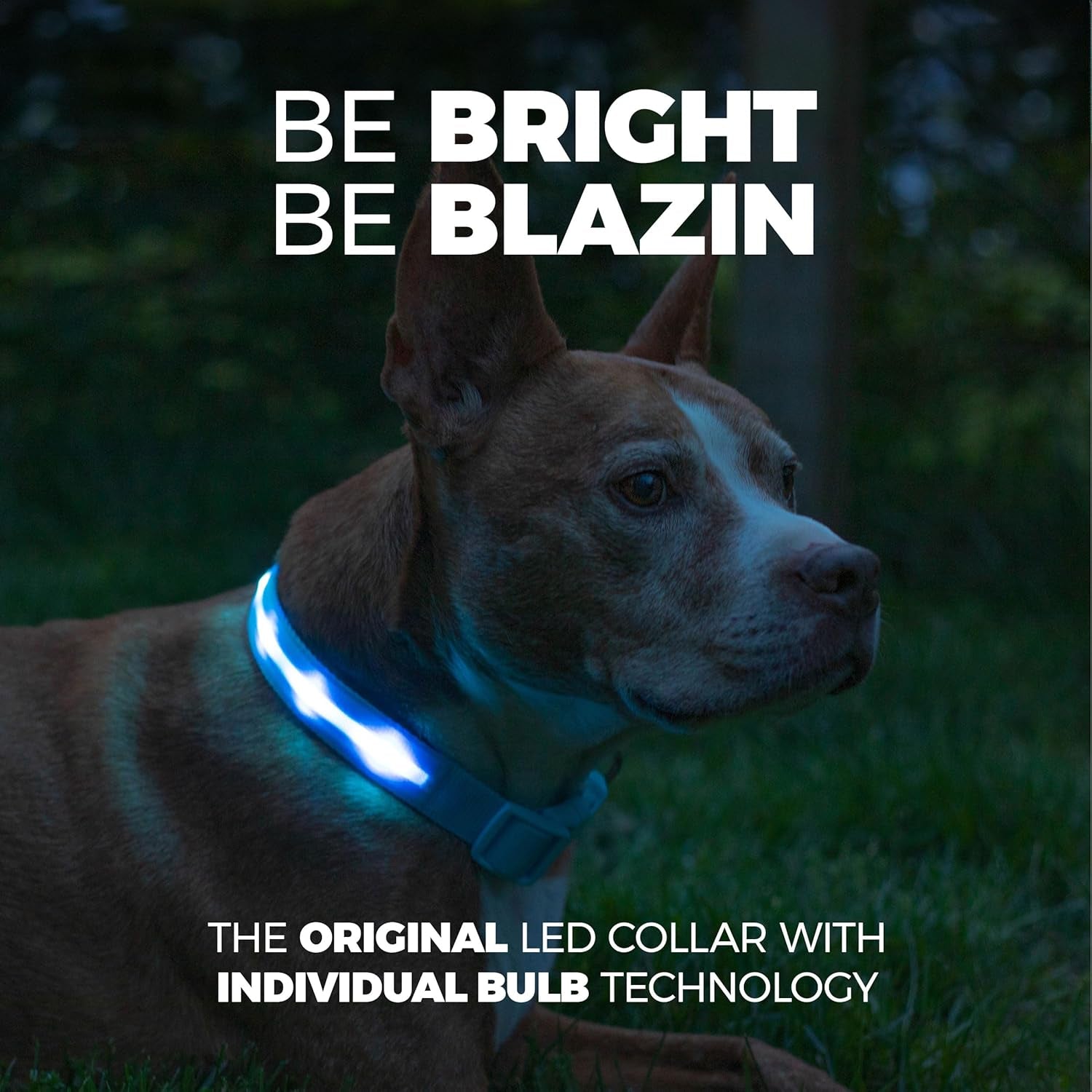 LED Light up Dog Collar - 1,000 Feet of Visibility - Brightest for Night Safety - USB Rechargeable with Water Resistant Glowing Dog Collar Light